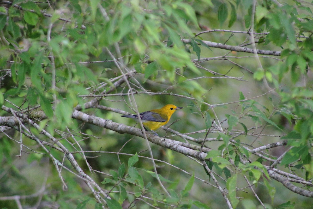 Prothonotary Warbler - ML621454673