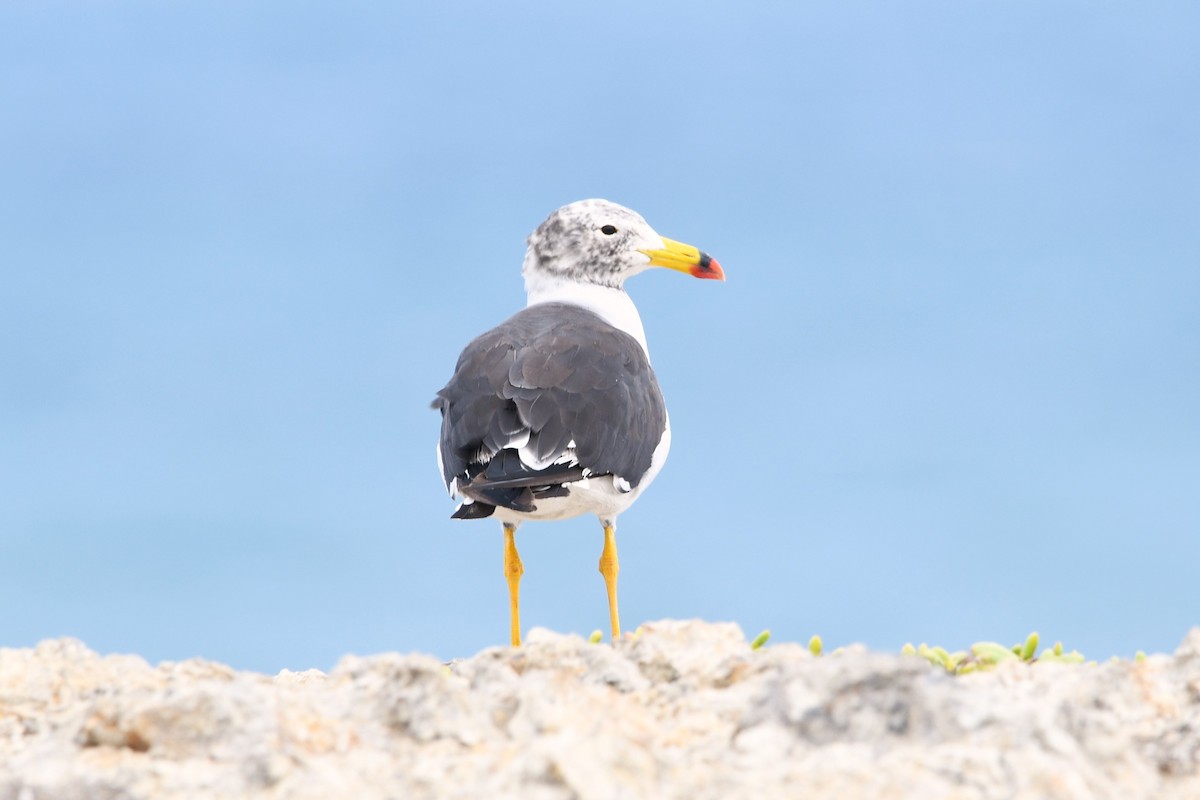 Belcher's Gull - José Luis Núñez Muñoz