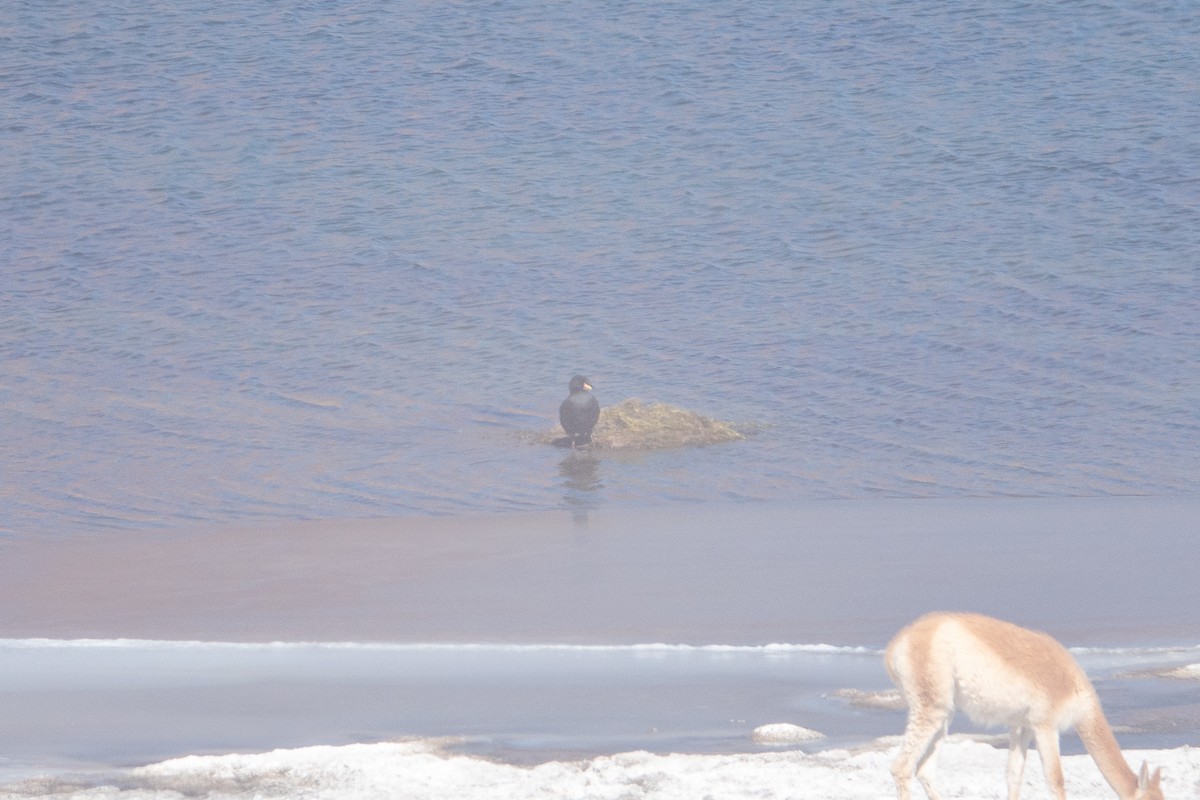 Horned Coot - ML621454796