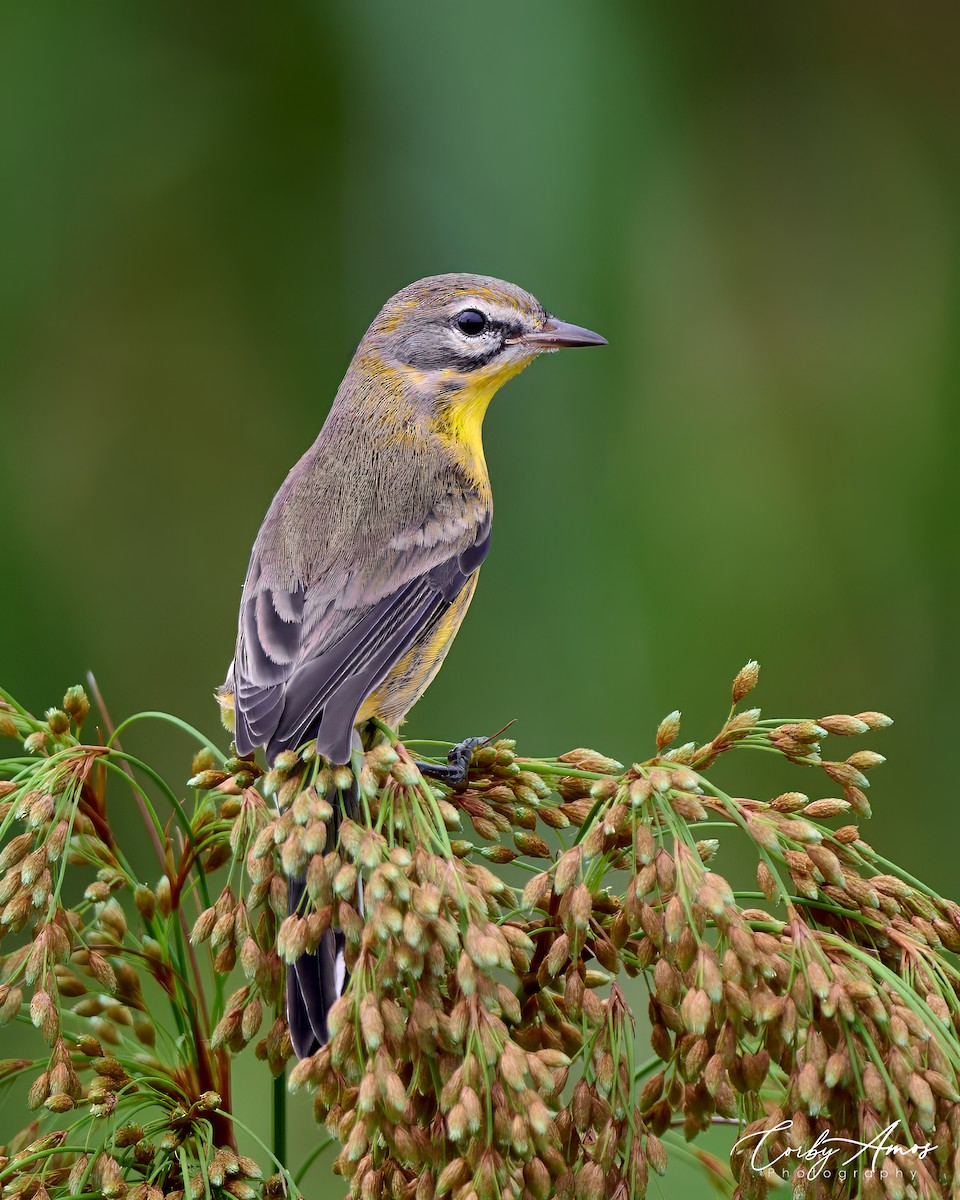 Prairie Warbler - ML621454816