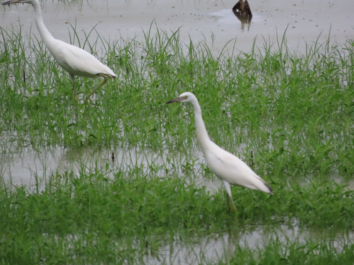 Little Blue Heron - ML621454837