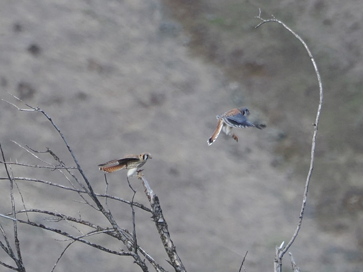 American Kestrel - ML621454848