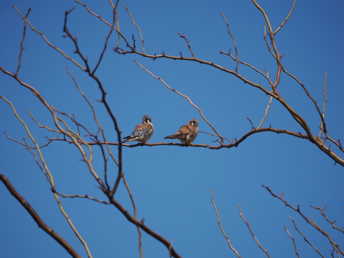 American Kestrel - ML621454849