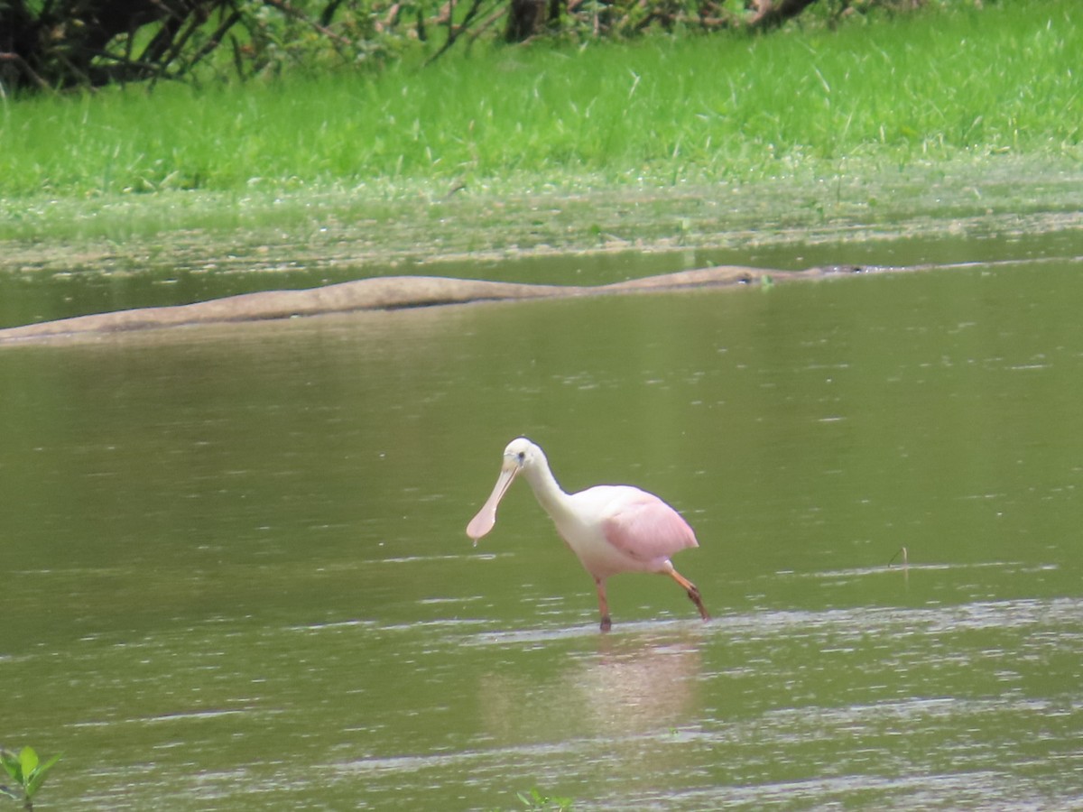 Roseate Spoonbill - robert lethco