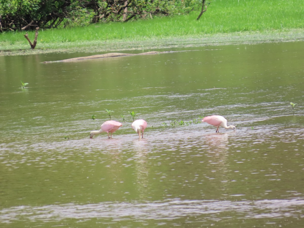 Roseate Spoonbill - ML621454889