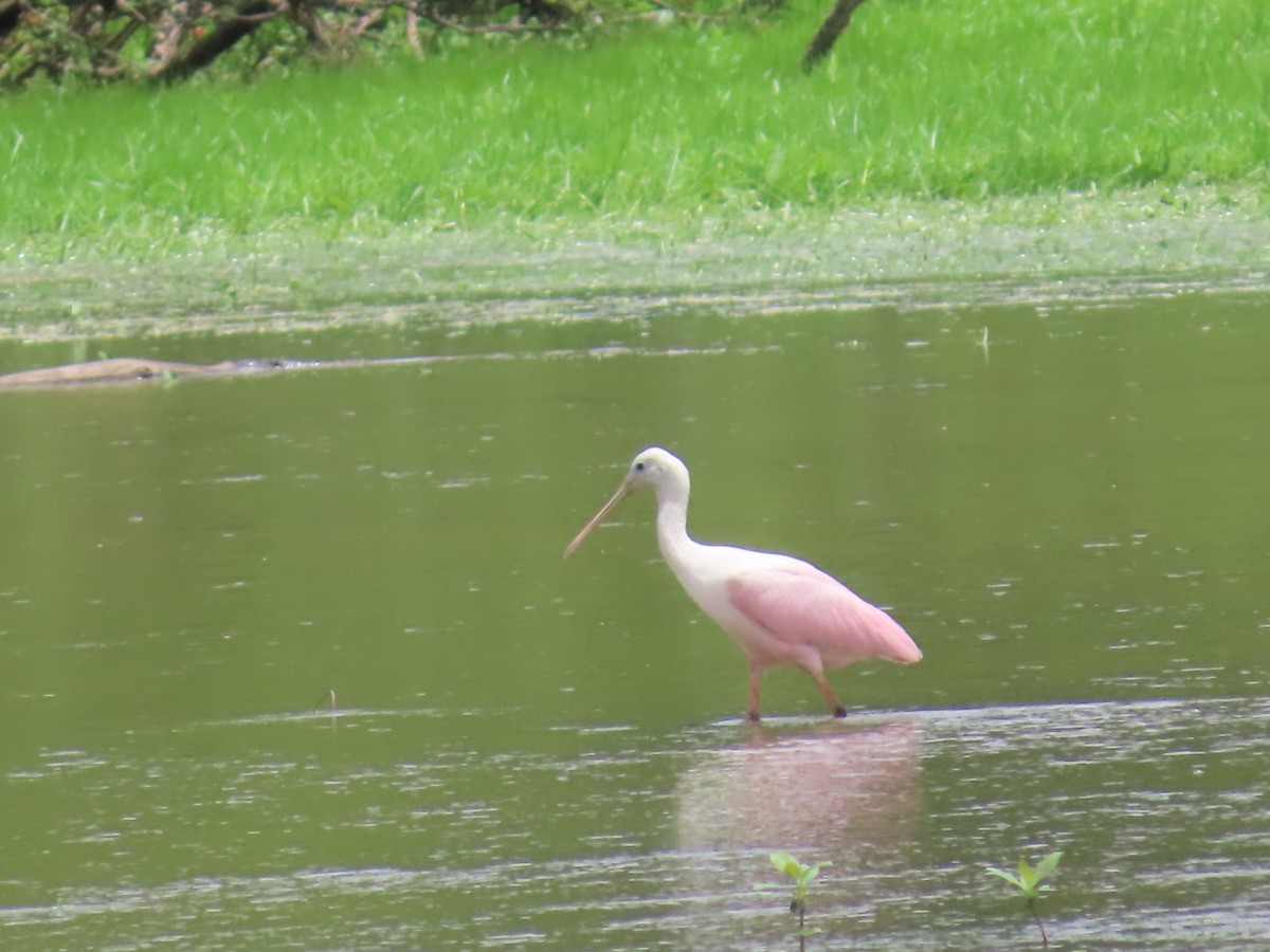 Roseate Spoonbill - ML621454890