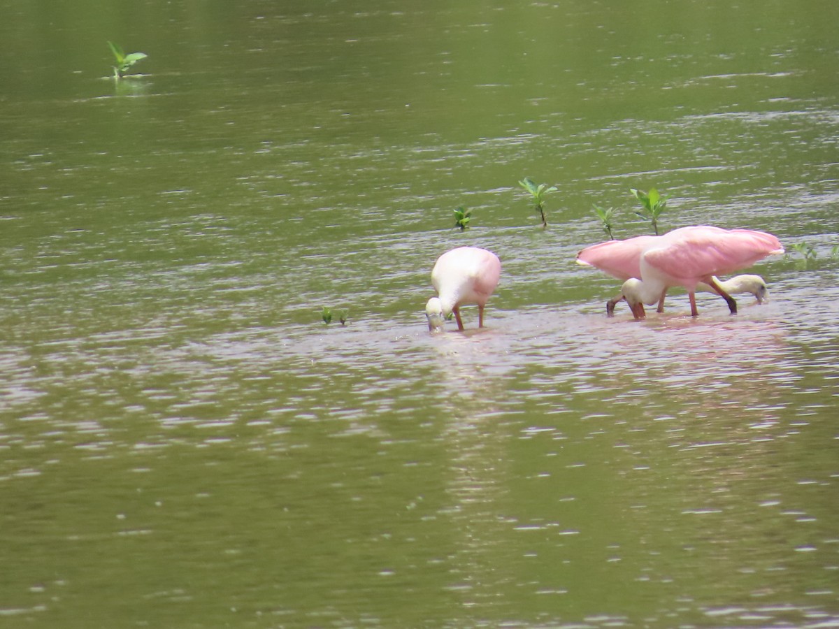 rosenskjestork - ML621454891
