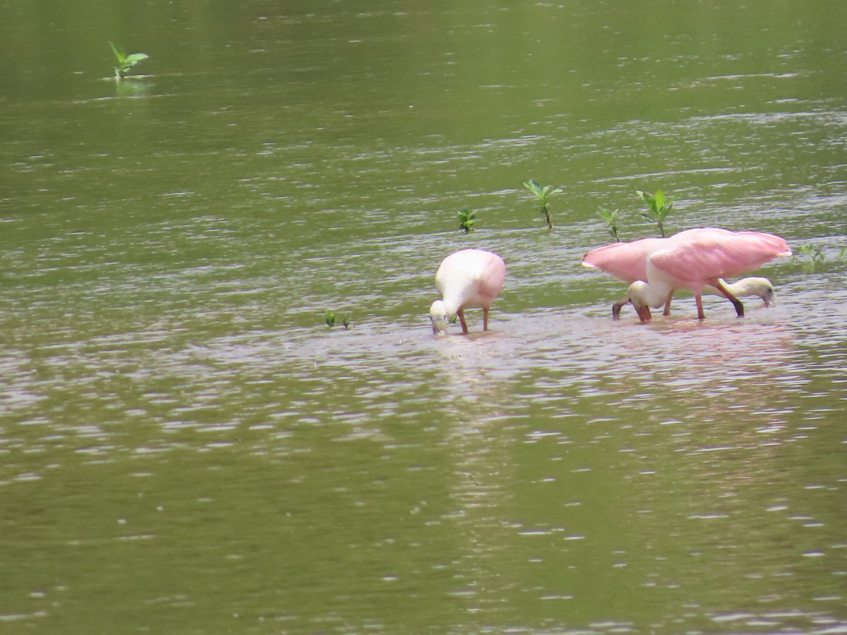 Roseate Spoonbill - ML621454891