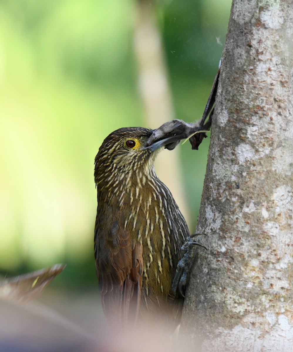 Strong-billed Woodcreeper (Andean/Northern) - ML621454894