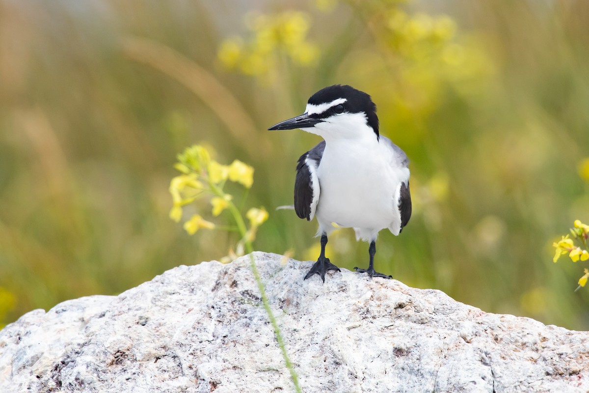 Bridled Tern - ML621454978