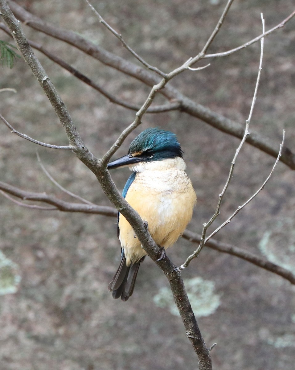 Sacred Kingfisher - ML621454979