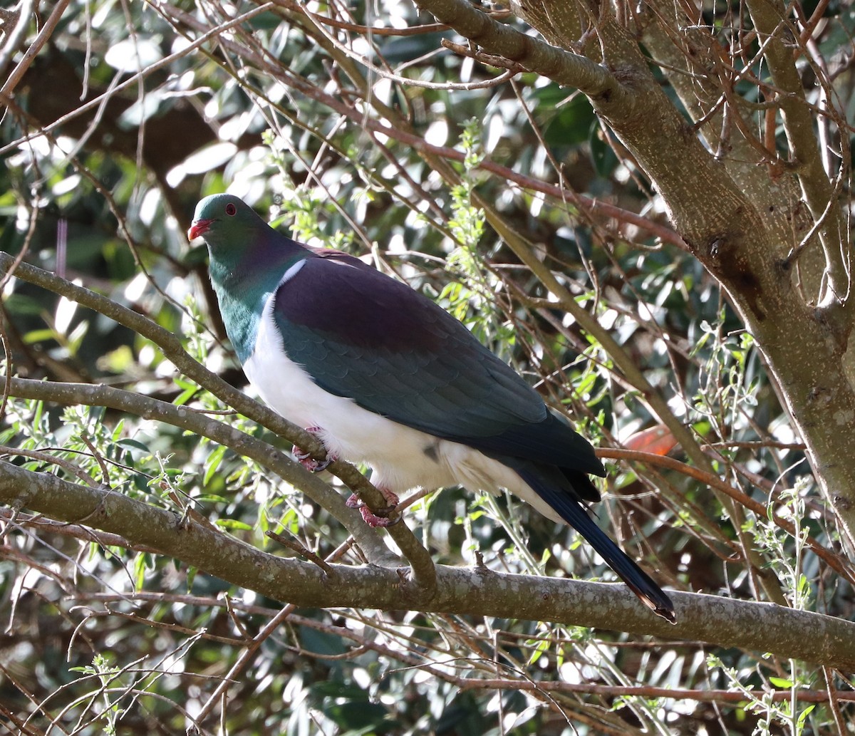 New Zealand Pigeon - ML621454980