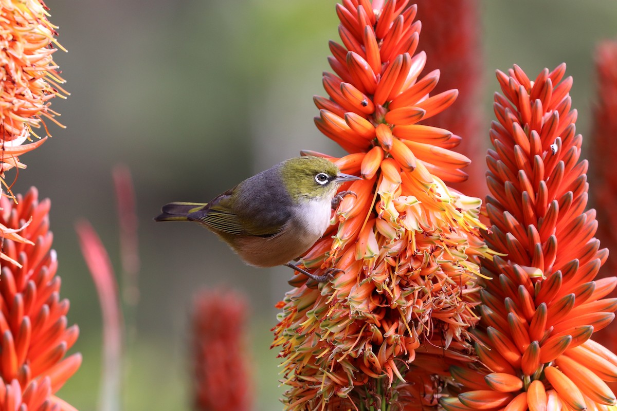 Silvereye - ML621454984