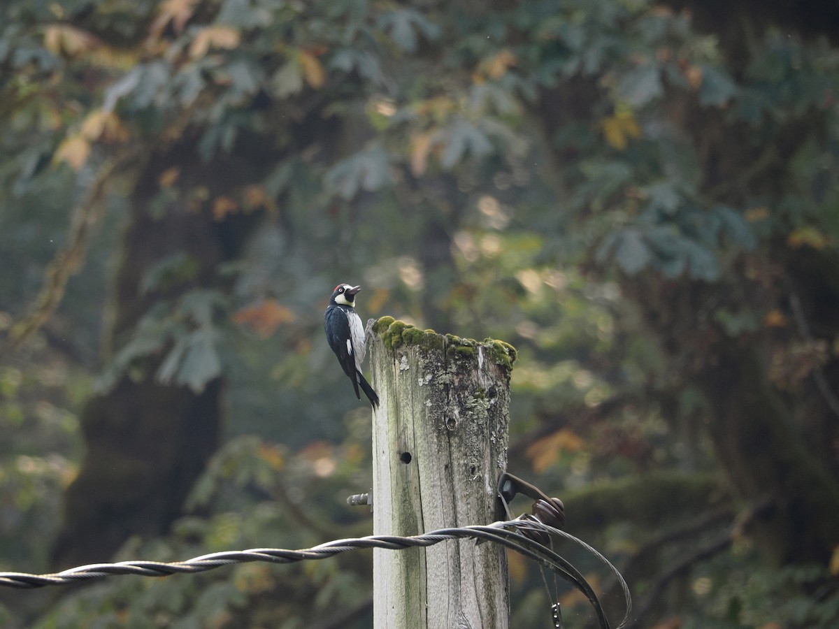 Acorn Woodpecker - ML621455015