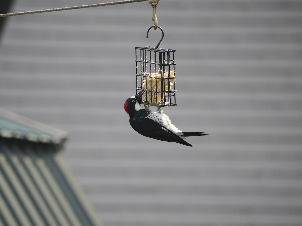 Acorn Woodpecker - ML621455016