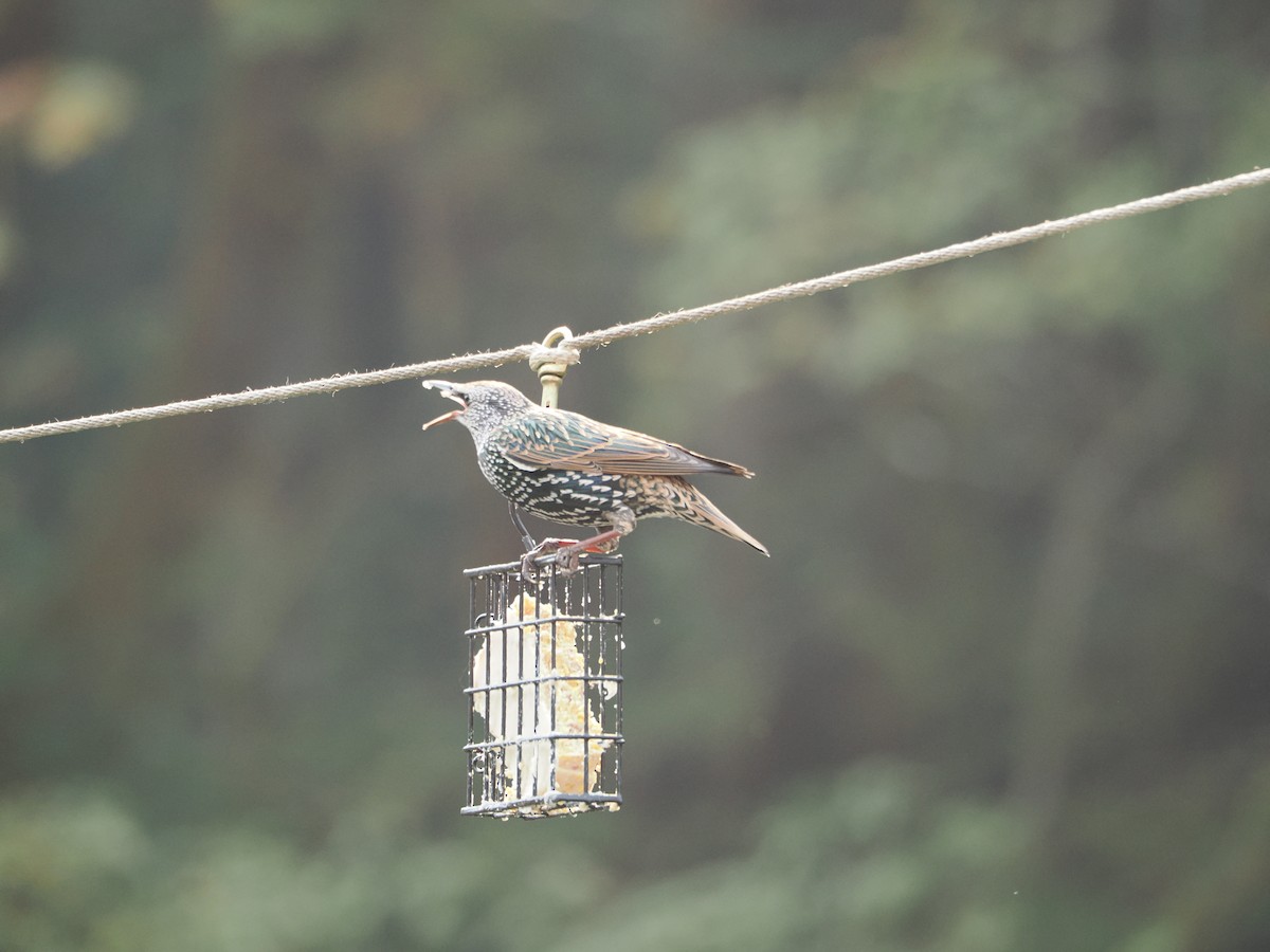 European Starling - ML621455031