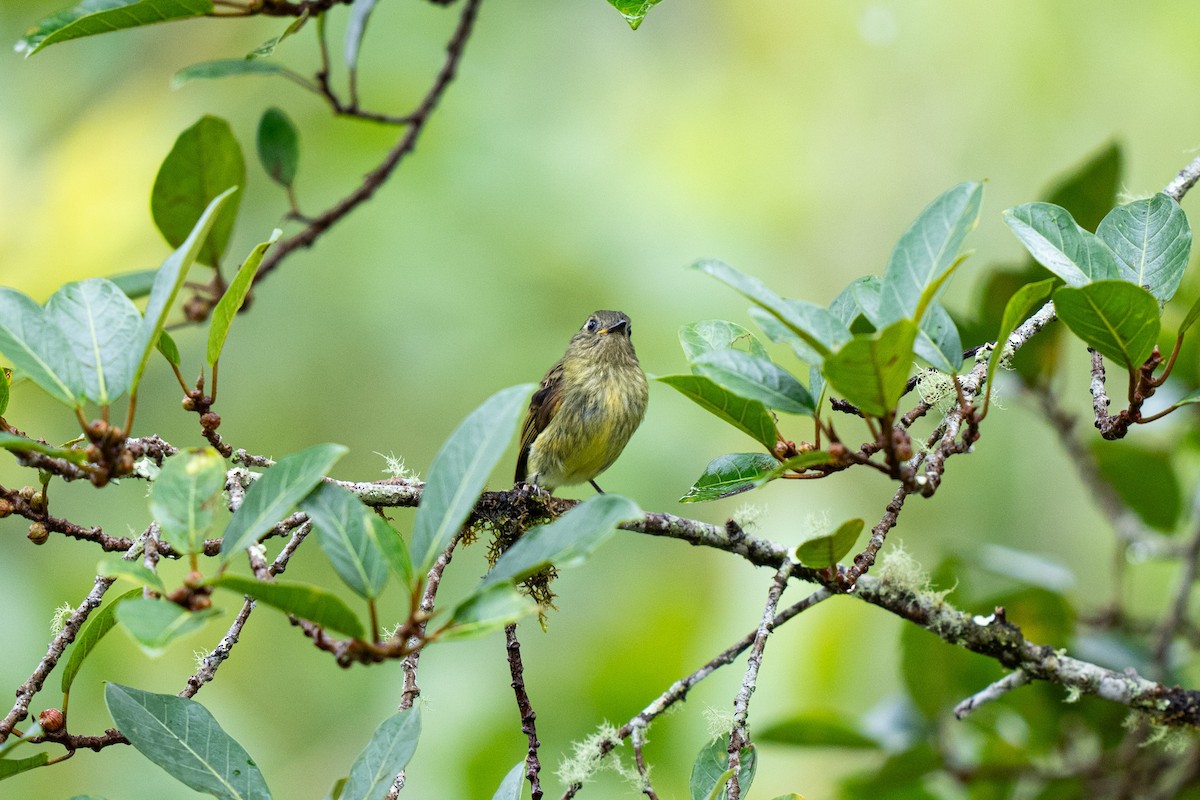 Olive-streaked Flycatcher - ML621455056