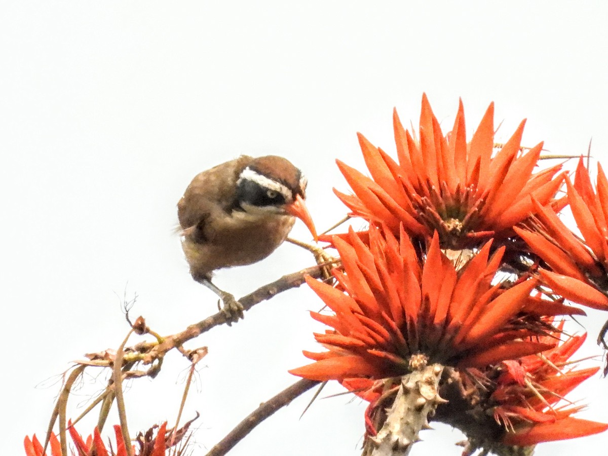 Brown-crowned Scimitar-Babbler (albogularis Group) - ML621455065