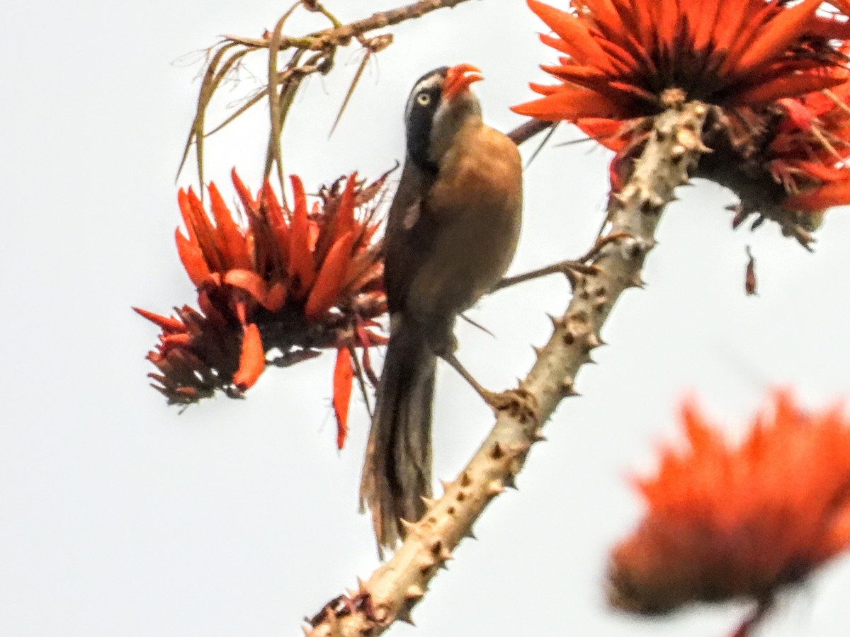 Brown-crowned Scimitar-Babbler (albogularis Group) - ML621455066