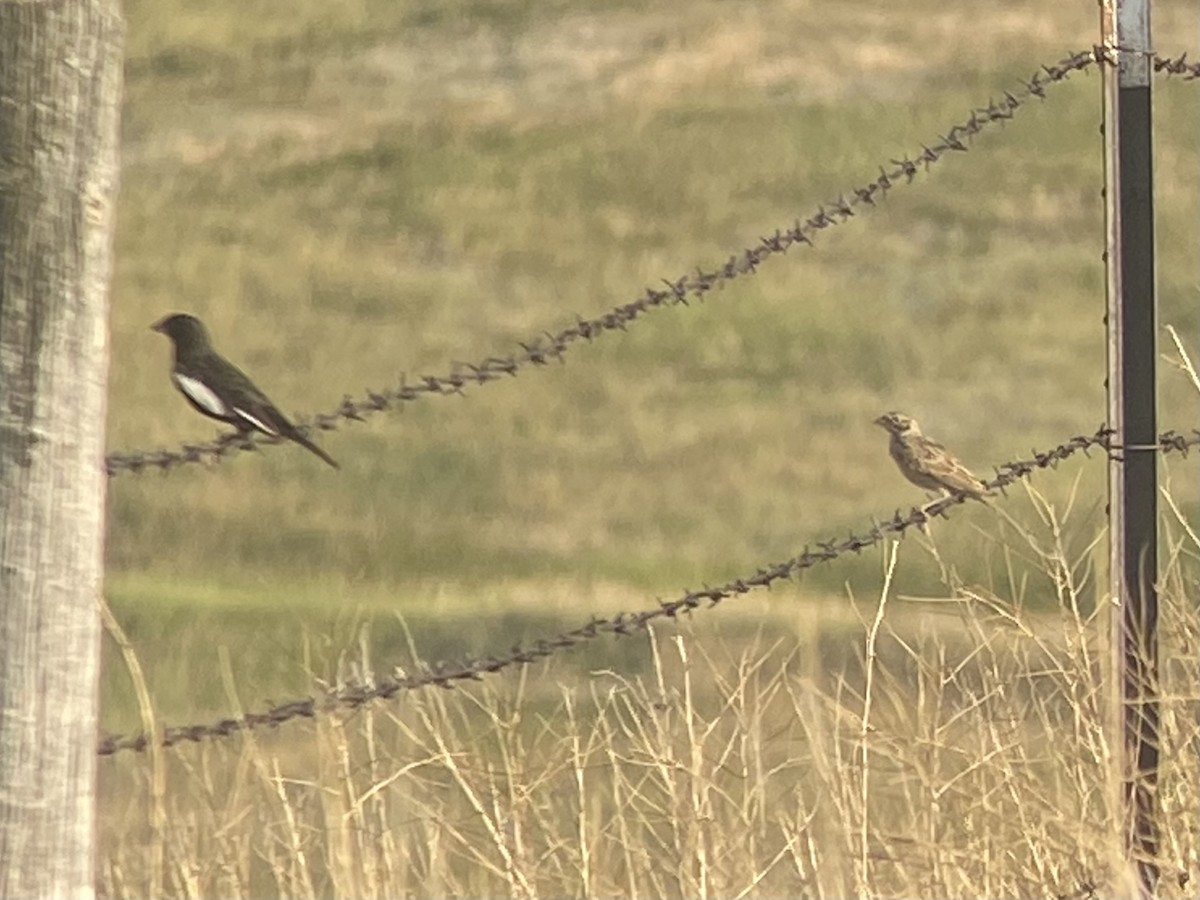 Lark Bunting - ML621455107