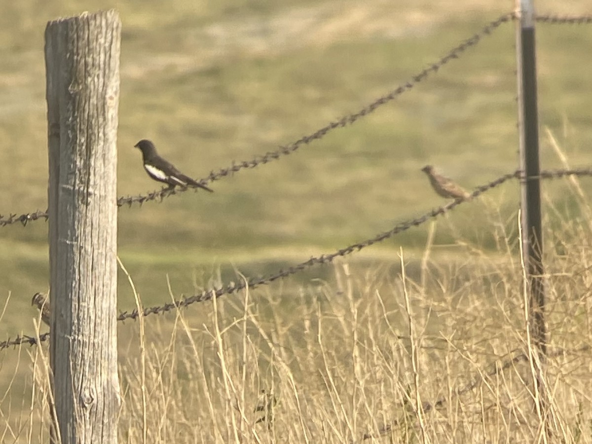 Lark Bunting - ML621455109