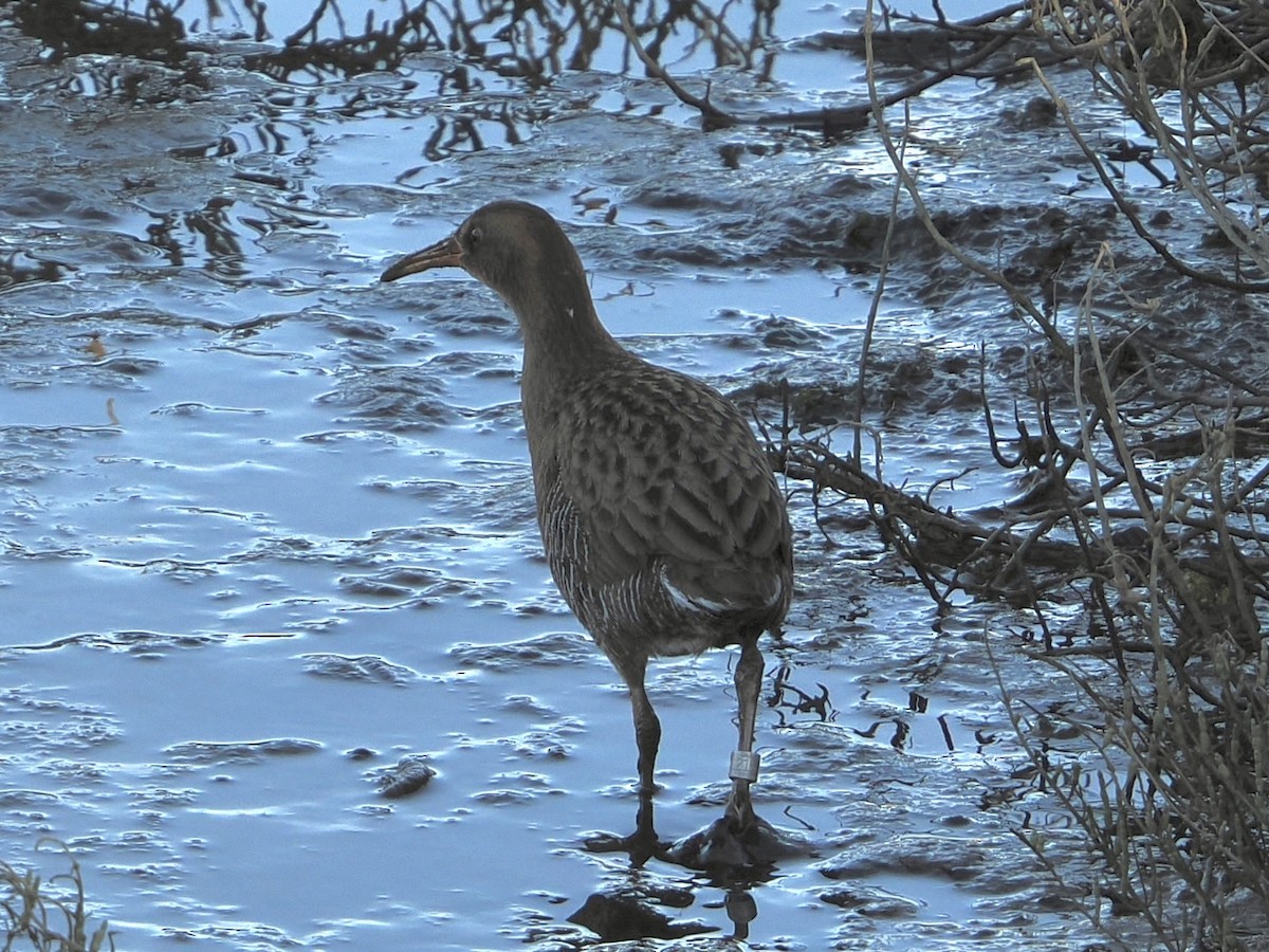 Ridgway's Rail - ML621455135