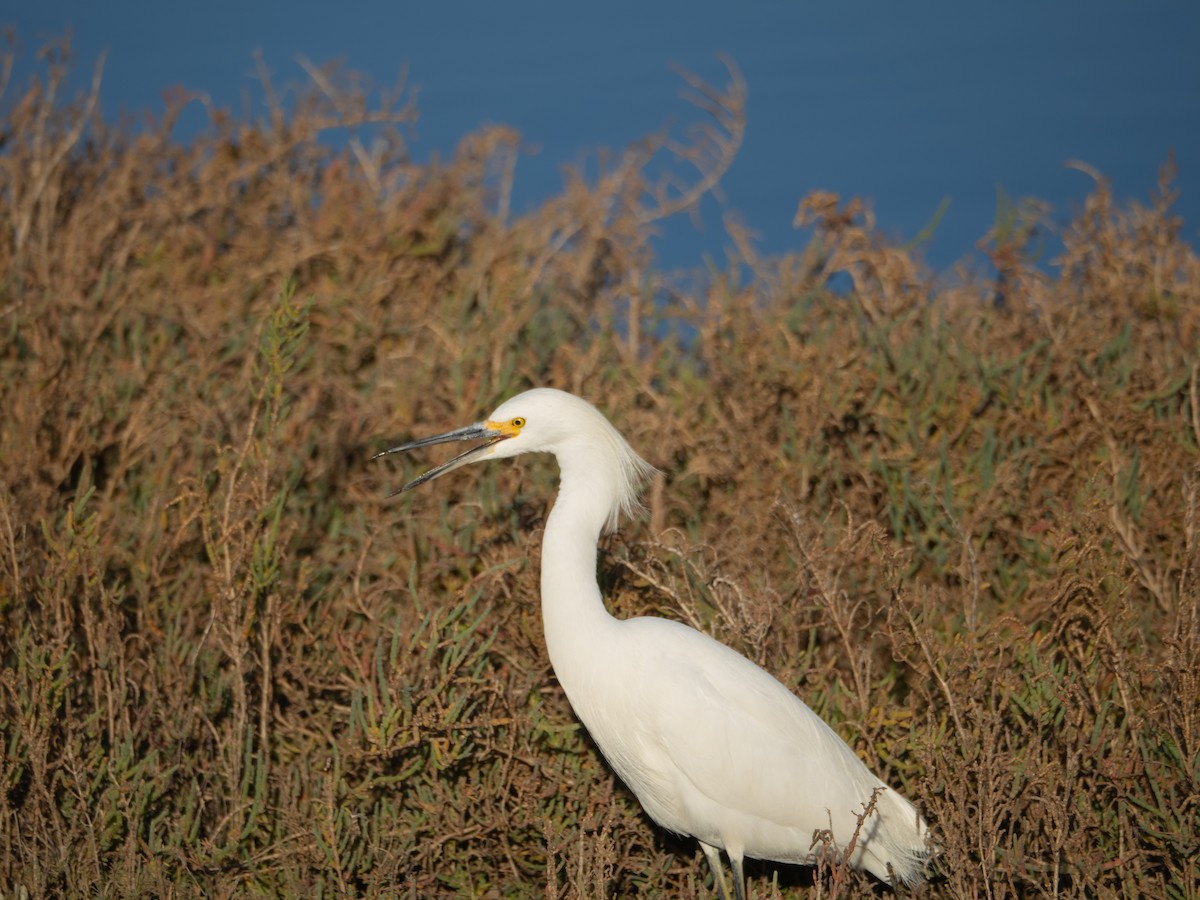 Snowy Egret - ML621455154
