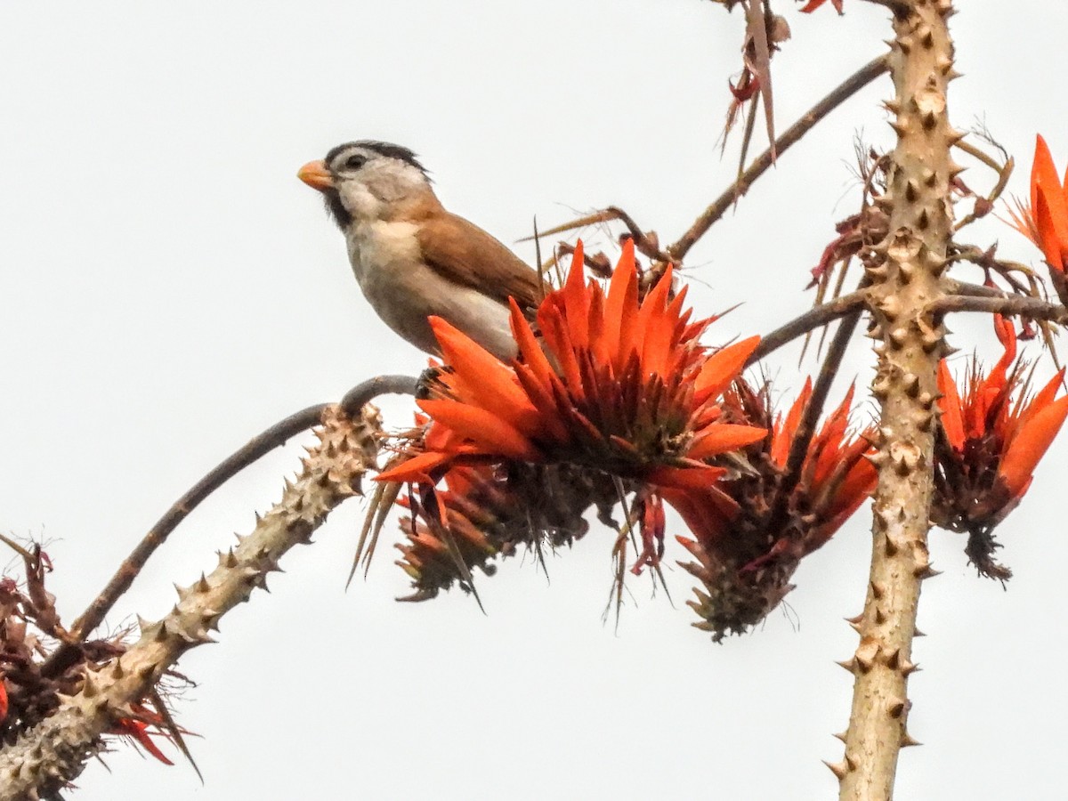 Gray-headed Parrotbill - ML621455161