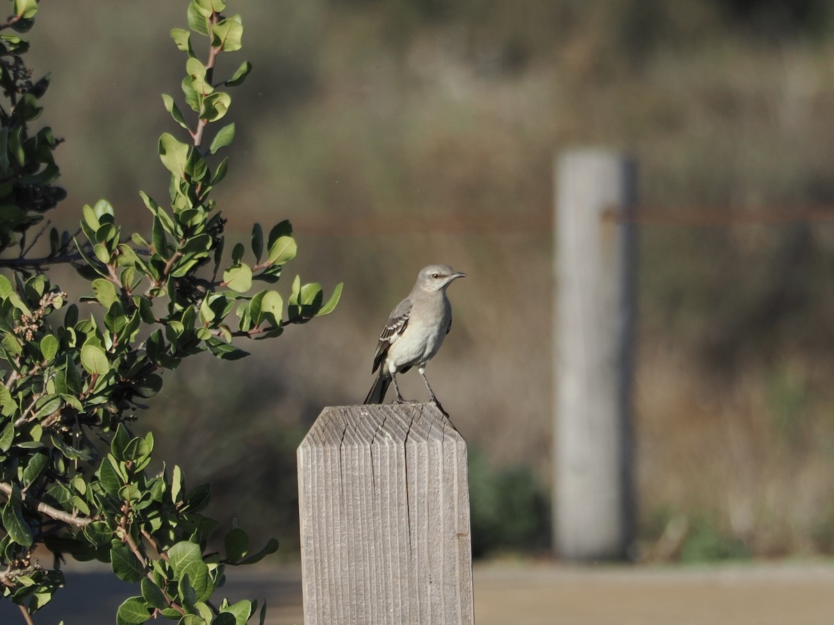 Northern Mockingbird - ML621455163