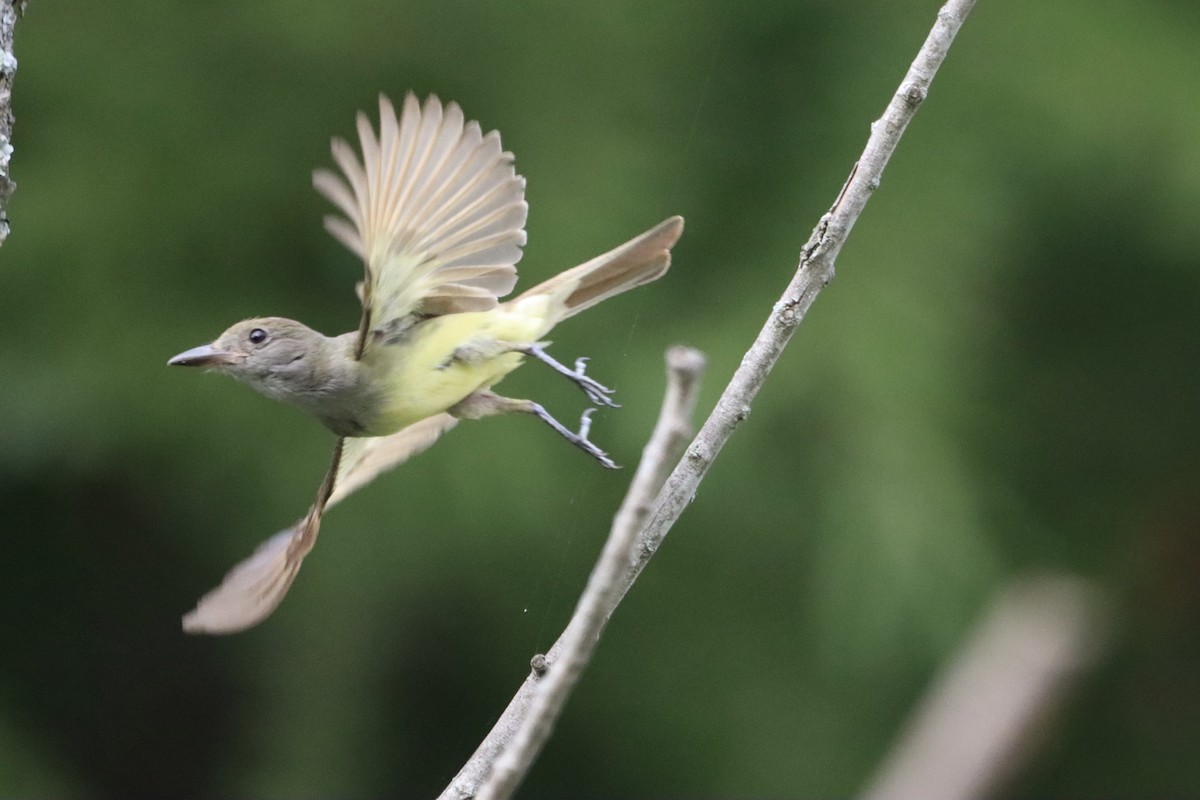 Great Crested Flycatcher - ML621455259