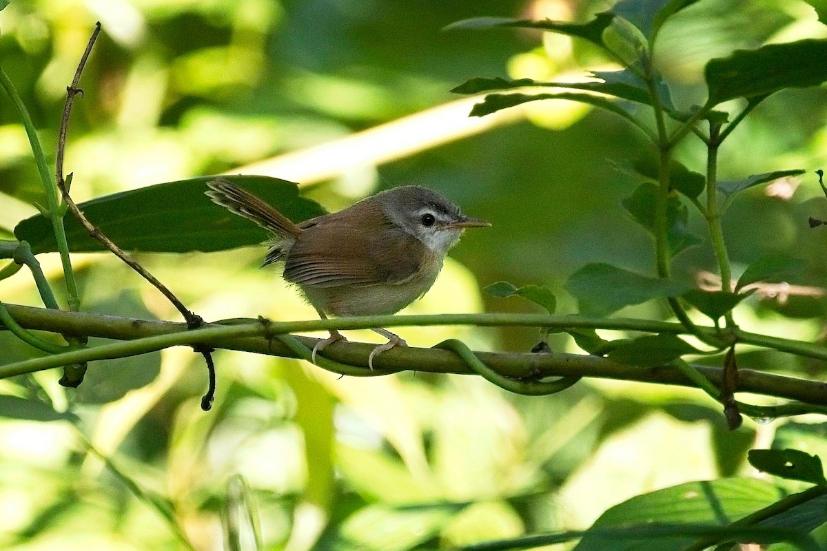 Rufescent Prinia - ML621455279