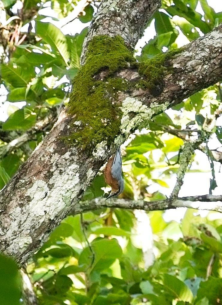 Burmese Nuthatch - ML621455285