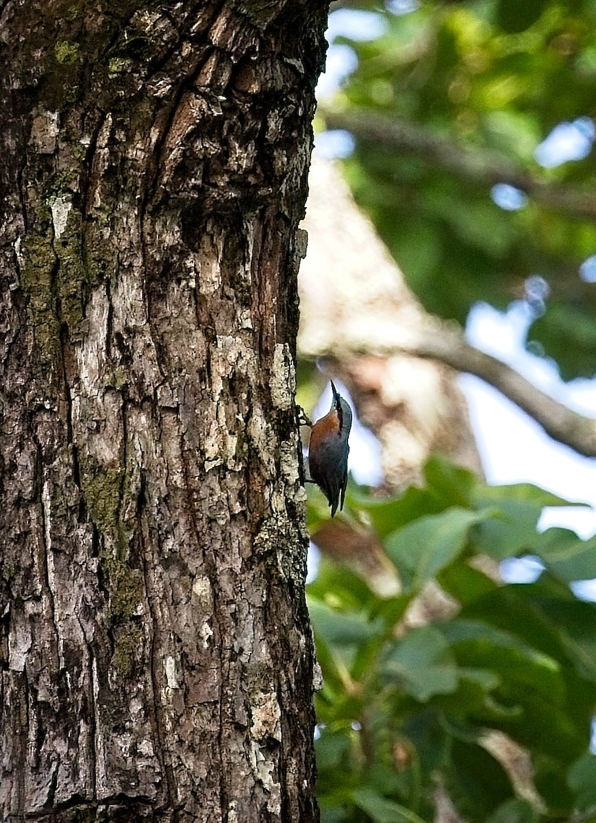 Burmese Nuthatch - ML621455286