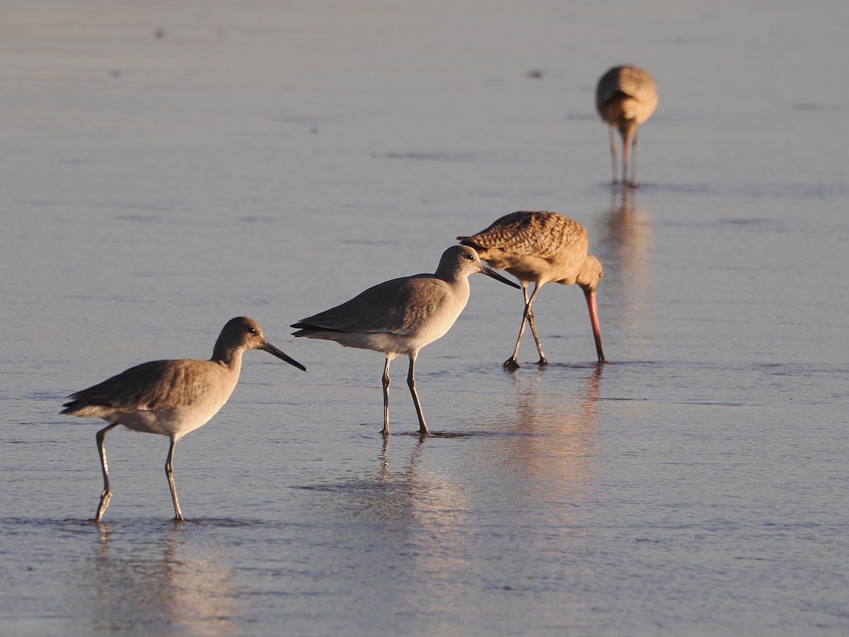 Willet - ML621455293