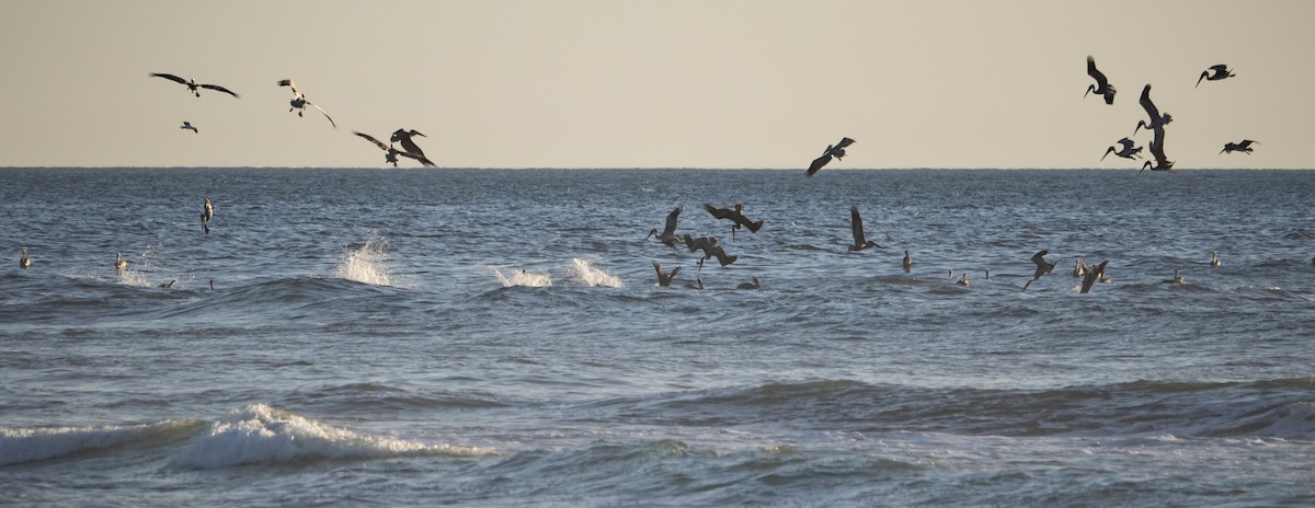 Brown Pelican - ML621455298