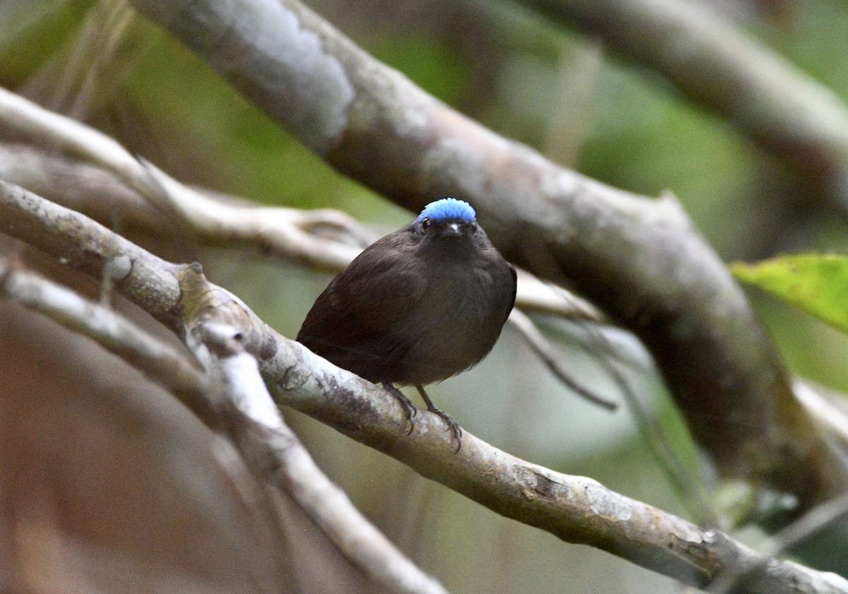 Blue-capped Manakin (Blue-capped) - ML621455307