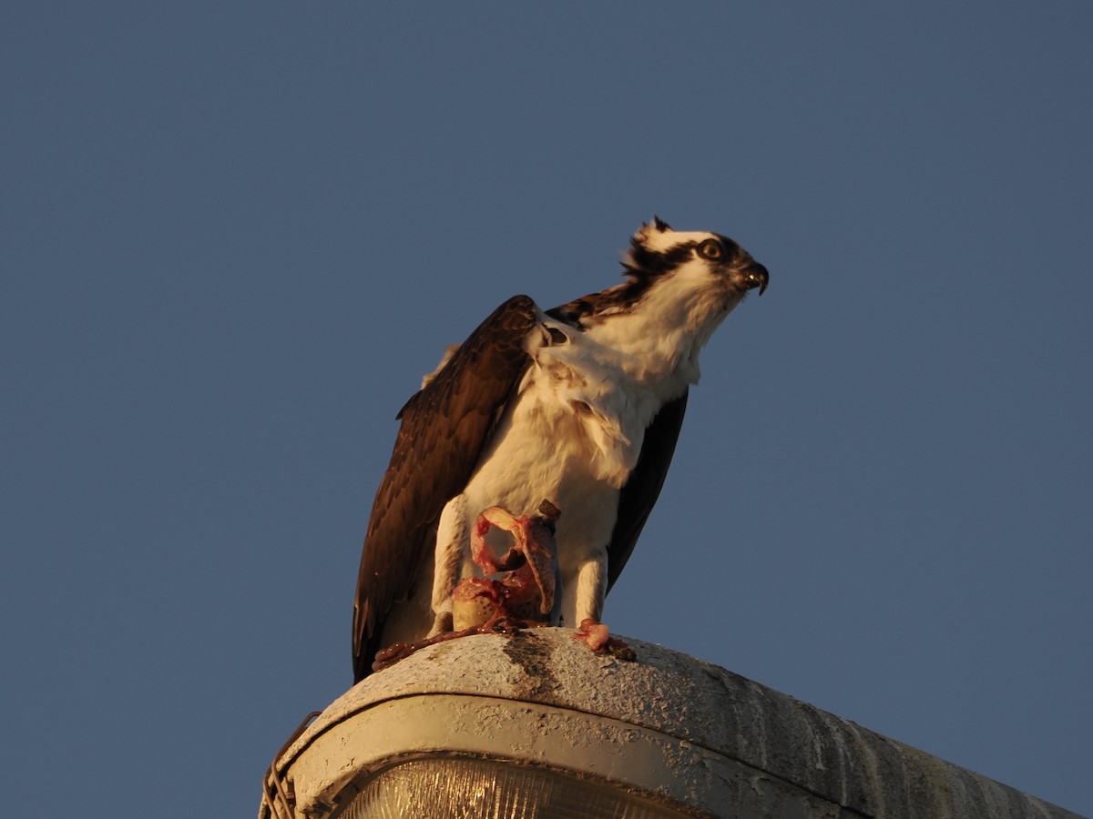 Osprey - ML621455332