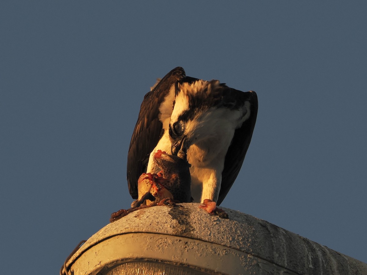 Osprey - ML621455333