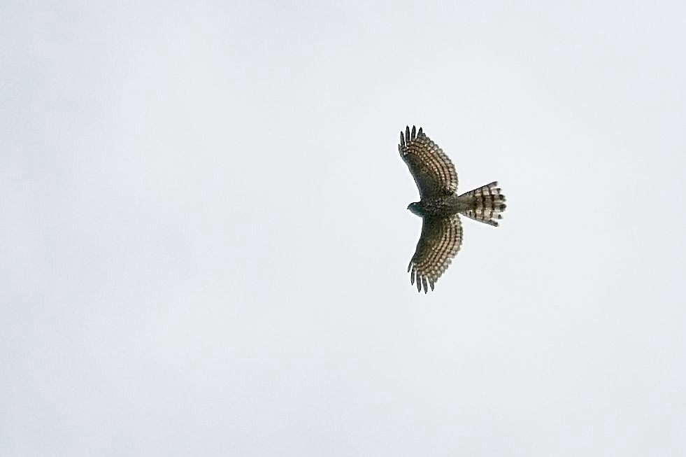 Azor/Gavilán sp.  (Accipiter sp.) - ML621455342