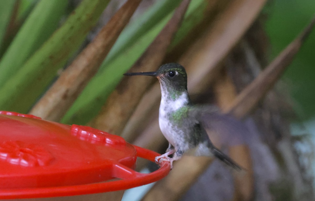 Ecuadorian Piedtail - ML621455433