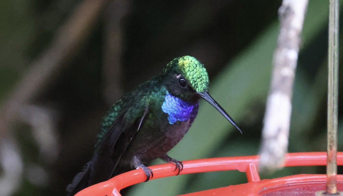 Colibrí del Napo - ML621455440