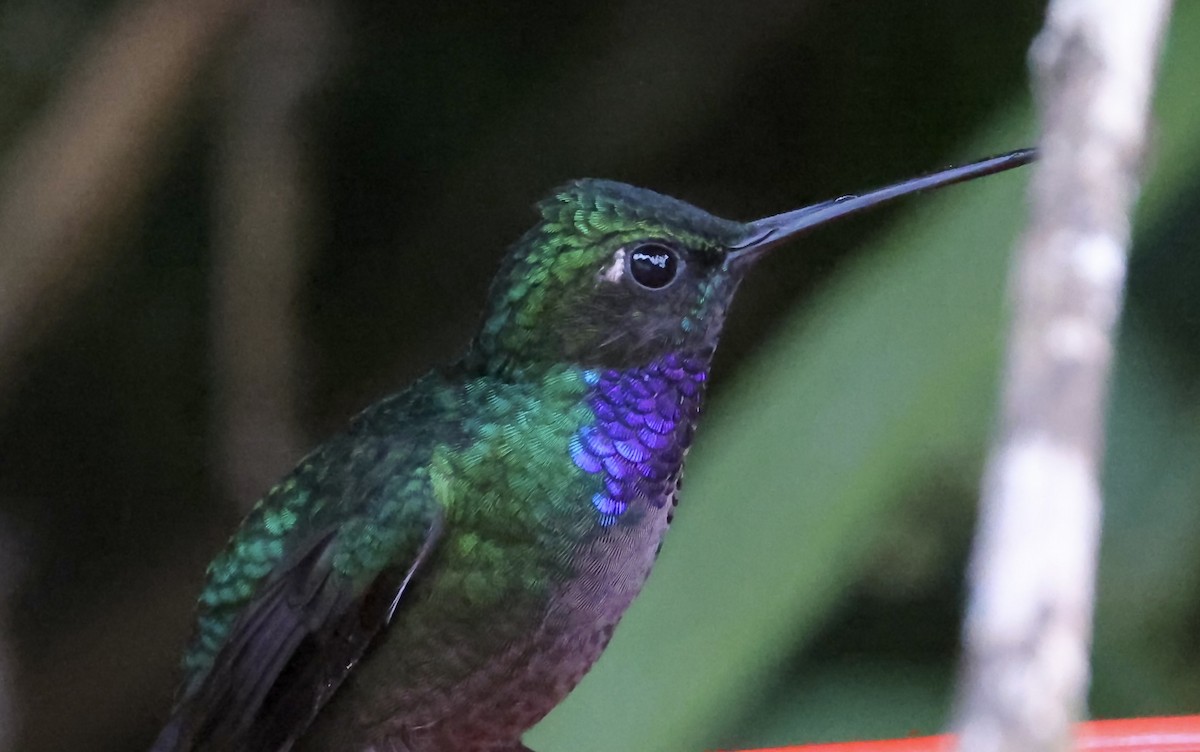 Colibrí del Napo - ML621455445