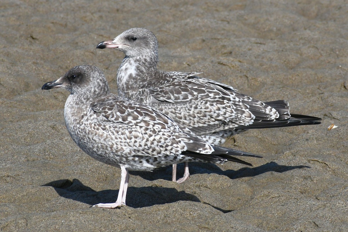 California Gull - ML621455452