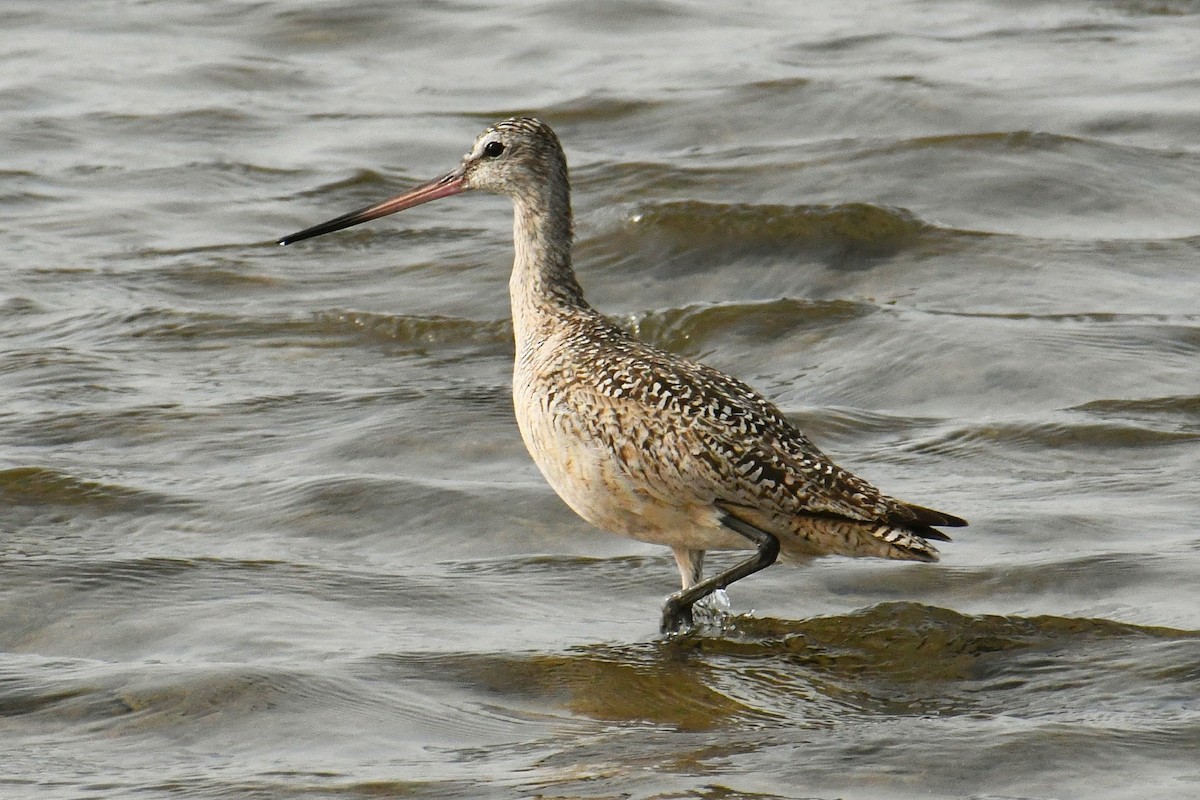 Marbled Godwit - ML621455458