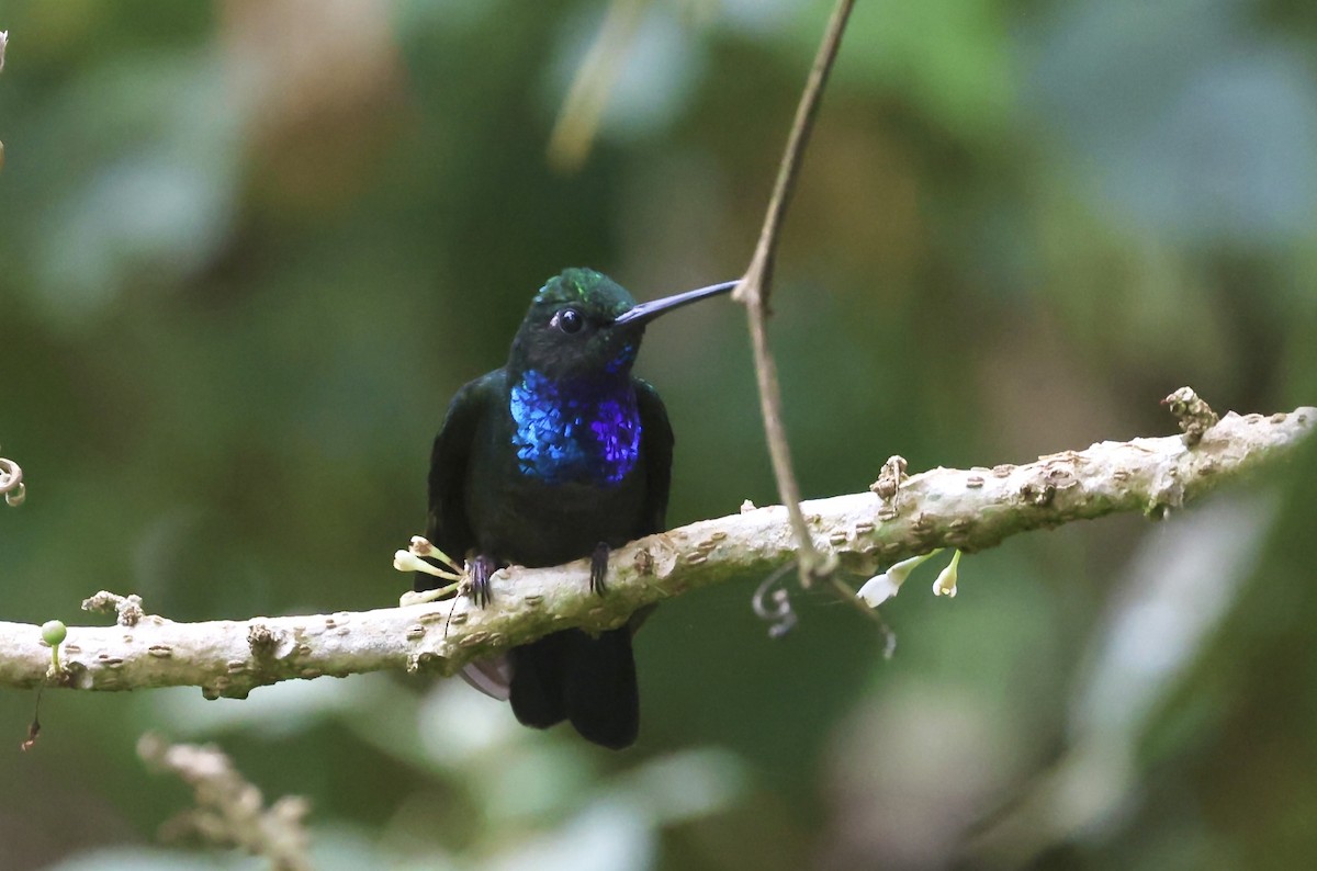 Colibrí del Napo - ML621455477