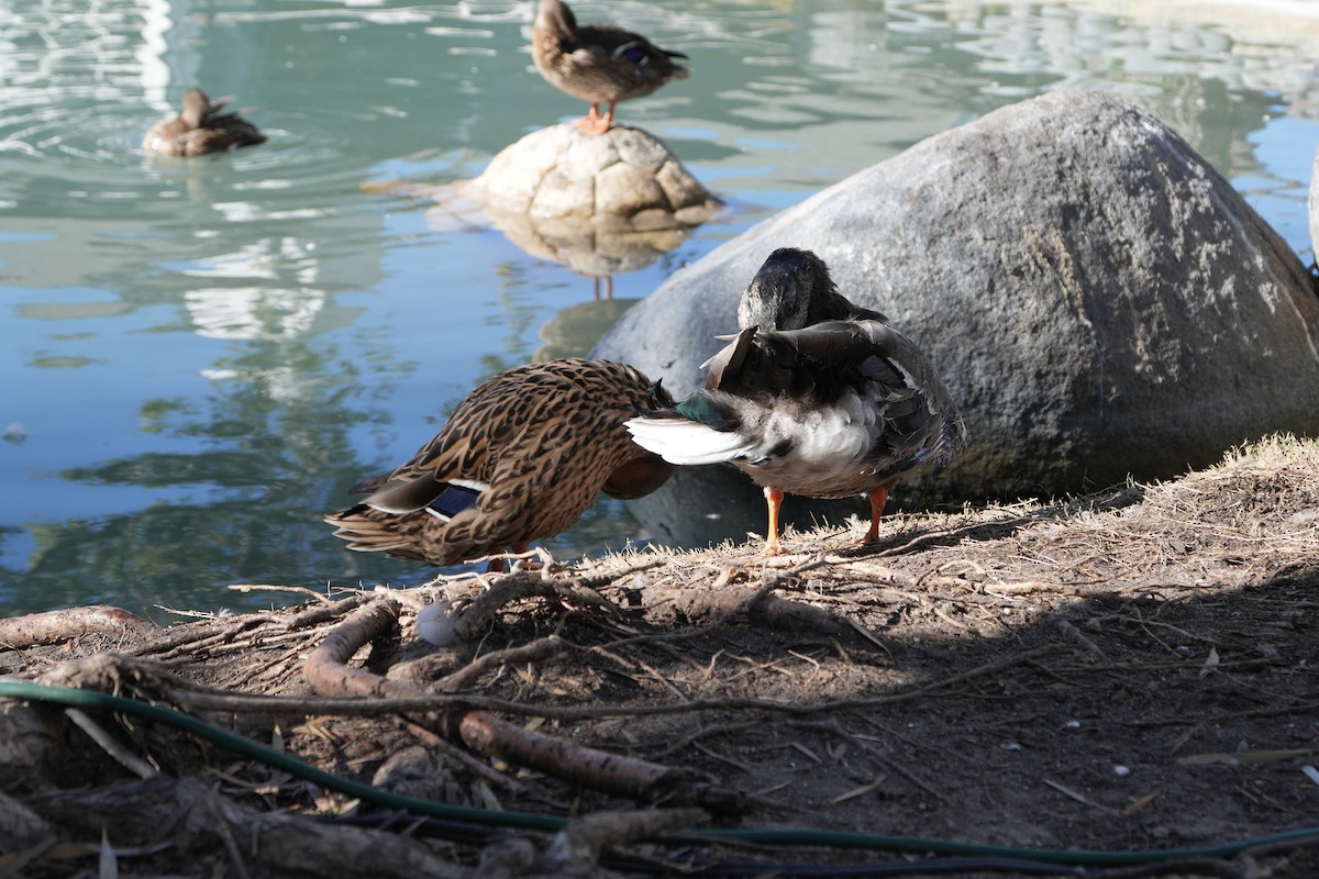 Mallard - ML621455494