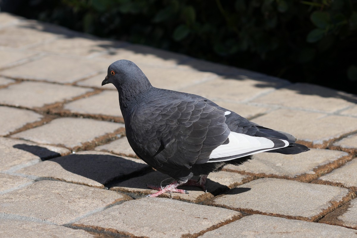 Rock Pigeon (Feral Pigeon) - ML621455500