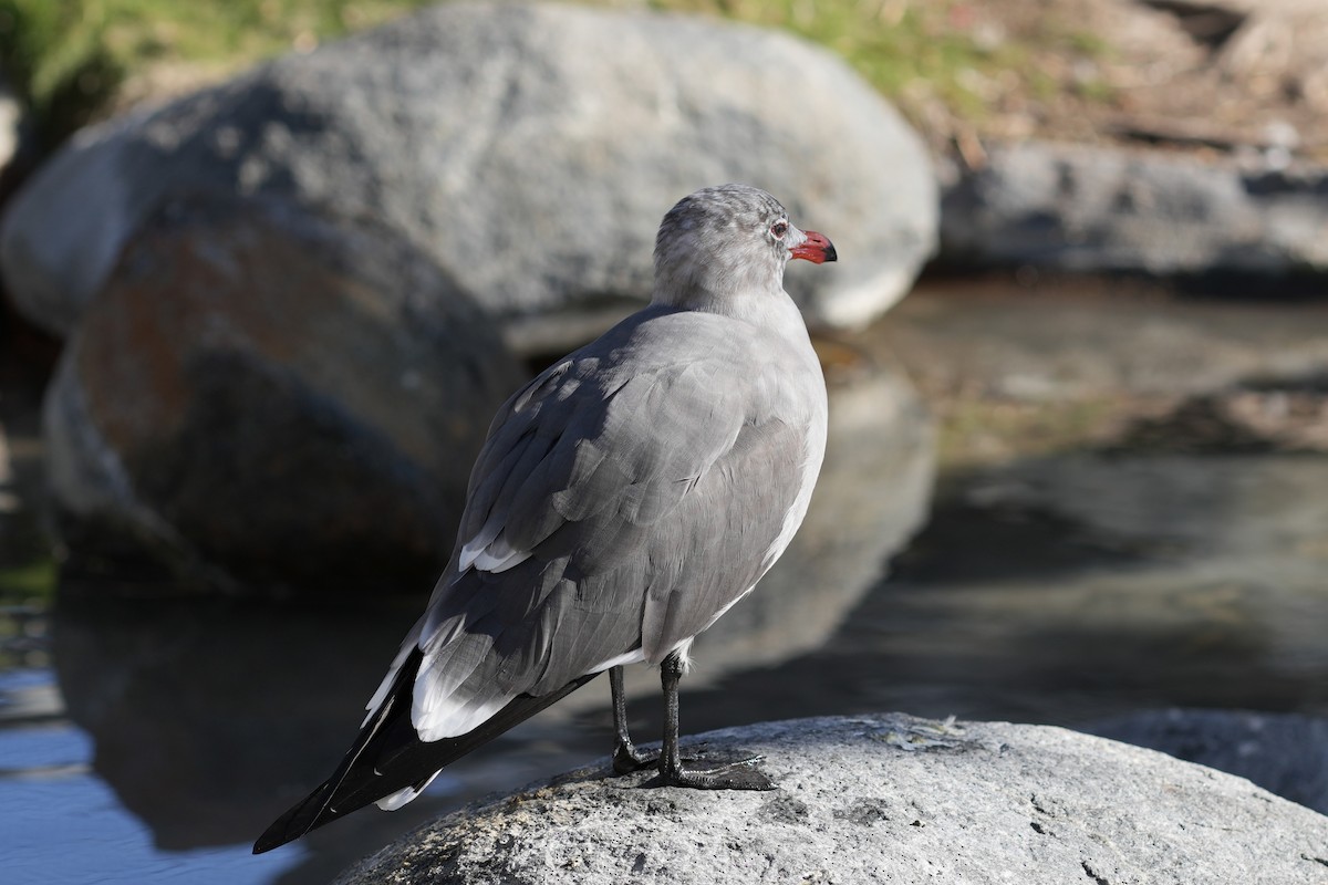 Heermann's Gull - ML621455505