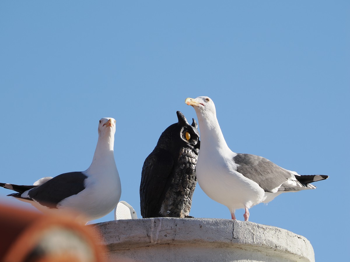 Western Gull - ML621455506
