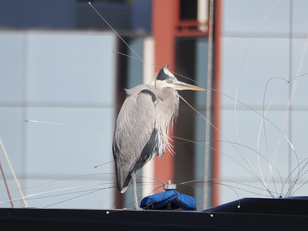 Great Blue Heron - ML621455518